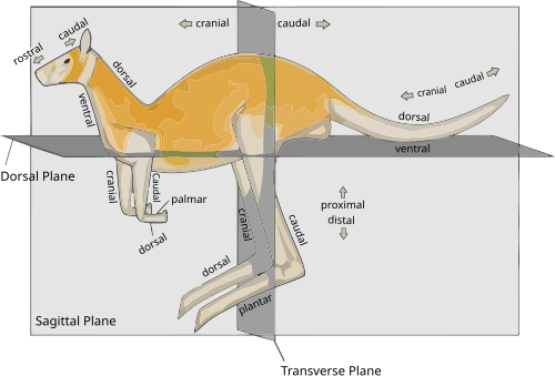 カンガルーにおける解剖学的部位の用語