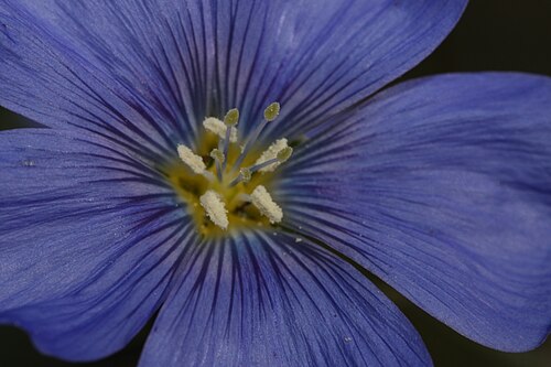 ラベンダーの花