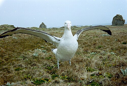 シロアホウドリ