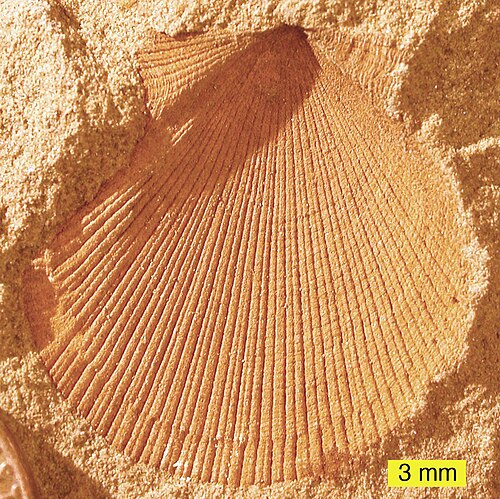 オハイオ州、下部石炭紀ローガン層産のAviculopecten subcardiformisの外部鋳型
