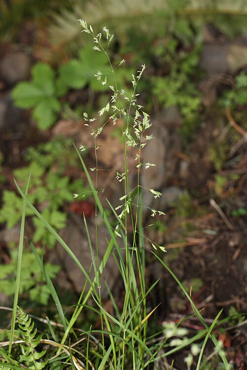 アラスカブロム B. rigidus