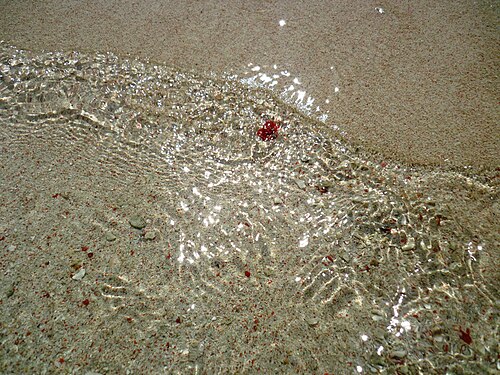 海洋生物