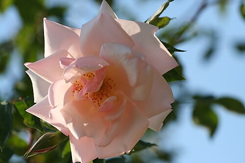 薔薇