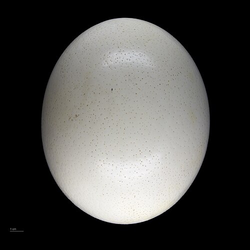 ダチョウの卵 – MHNT