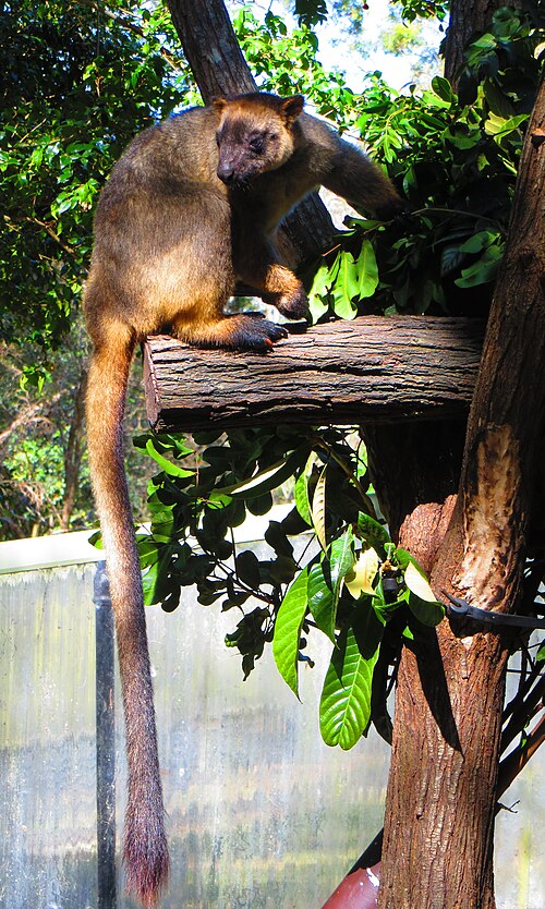 ルムホルツキノワグマ (Dendrolagus lumholtzii)
