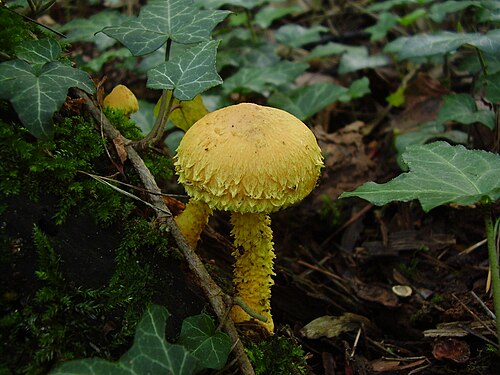 緑の苔とツタに覆われた切り株から発生した Pholiota flammans の子実体。