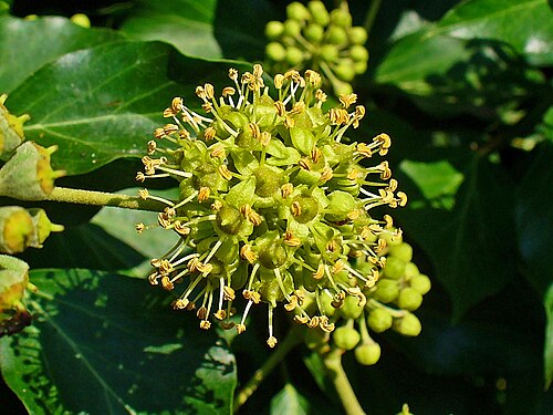 ヘデラヘリックスの花
