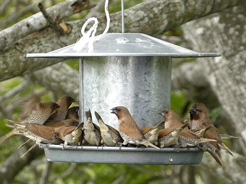 鳥の餌台に集まったナツメグ色のマネキンの群れ