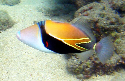 モンガラカワハギはハワイ州の州魚です。