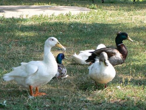 家禽のガチョウとマガモ
