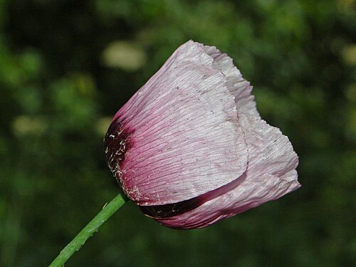 ケシの花、側面図