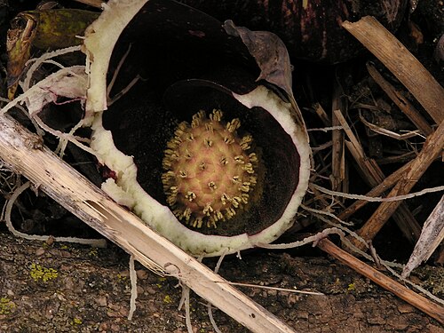 ミズバショウの仏炎苞の中の肉穂花序（花房）の断面図。