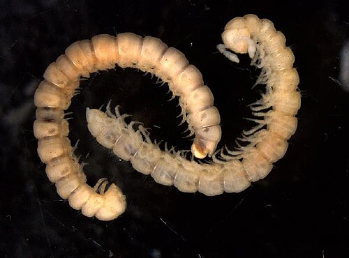 E.レダクタス