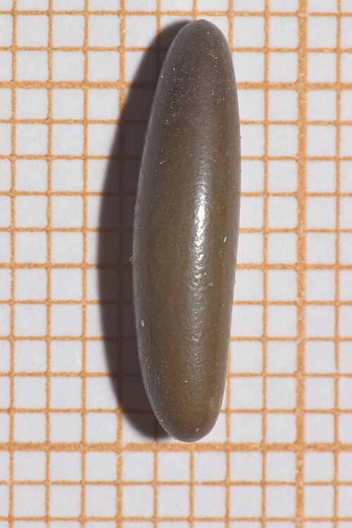 フランスの卵（各正方形は 1×1 mm）
