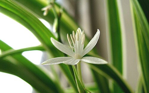 C. comosumの花