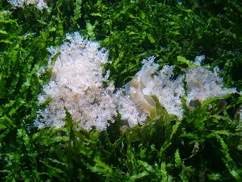 明るい緑の海藻の間に、白い葉状の生き物が数匹いる