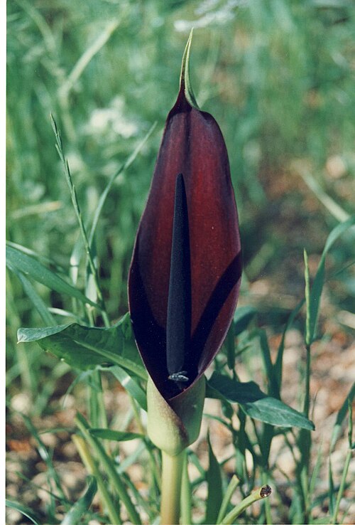A. palaestinum