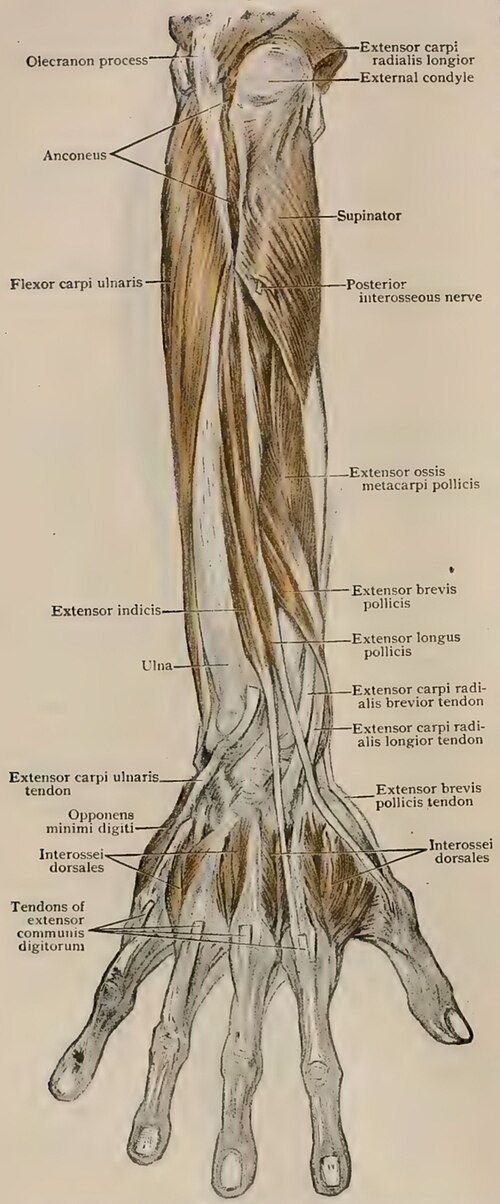 右前腕と手の背面を解剖した図。深層筋が示されている。（ピアソル解剖学より）