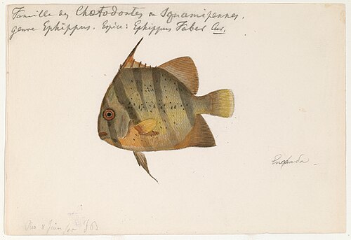 ジャック・ブルクハルトによる1865年の大西洋コイ科の魚の水彩画。