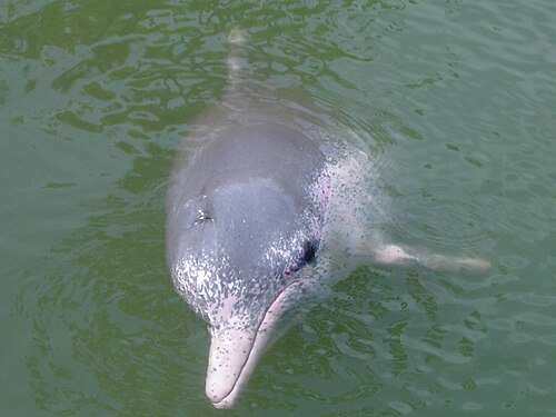 絶滅危惧種のインド太平洋ザトウイルカがここにいる