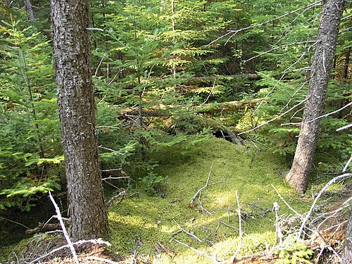 カナダ、ニューブランズウィック州のクロトウヒ（Picea mariana）とバルサムモミ（Abies balsamea）の森の床を覆うPleurozium schreberi。
