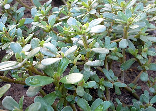 ベルドラガ (Portulaca oleracea)