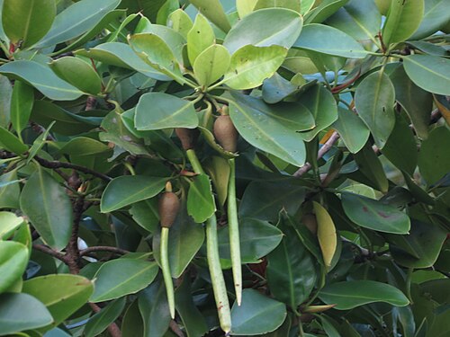 リゾフォラ・ムクロナタの果実