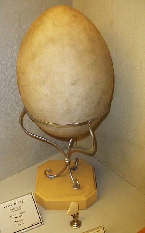 エピオルニスの卵が直立している