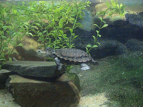 「Pseudemydura umbrina」、ウエスタン沼ガメ