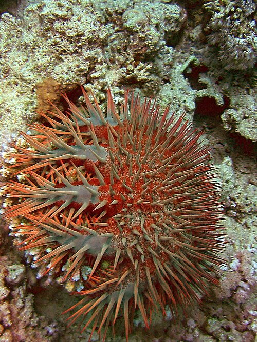 紅海産のAcanthaster benziei。