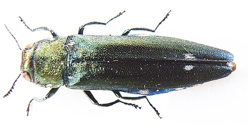 カシクワガタムシ (Agrilus biguttatus、Agrilinae)