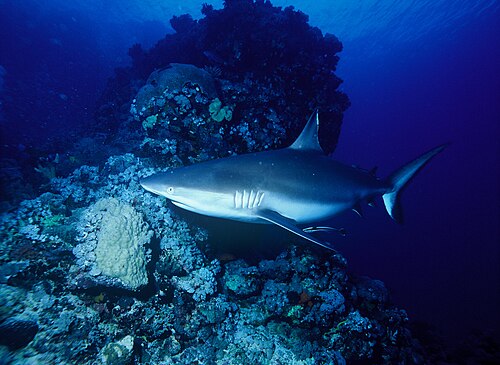 夕暮れの海に浮かぶ、珊瑚礁を背景にしたサメの写真