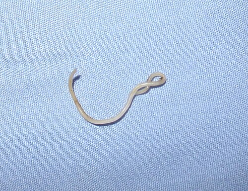 犬回虫（「トキソカラ・カニス」）の成虫は、犬や他のイヌ科動物の小腸に生息します。