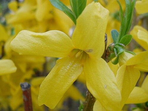 レンギョウの花