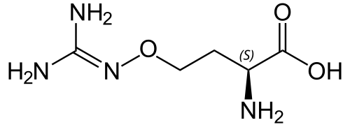 L-(+)-(S)-カナバニンの化学構造