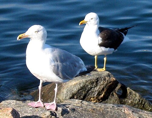 輪の両端：ノルウェーに生息するセグロカモメ（Larus argentatus）（手前）とセグロカモメ（Larus fuscus）