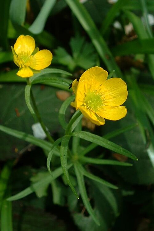 キンポウゲ科:Ranunculus auricomus