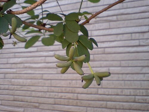 アケビの早生果実