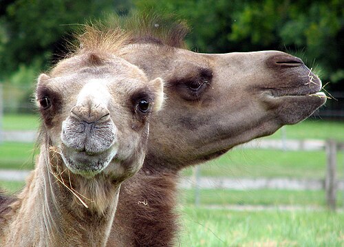 イギリスのコッツウォルズ野生動物公園にいる2人