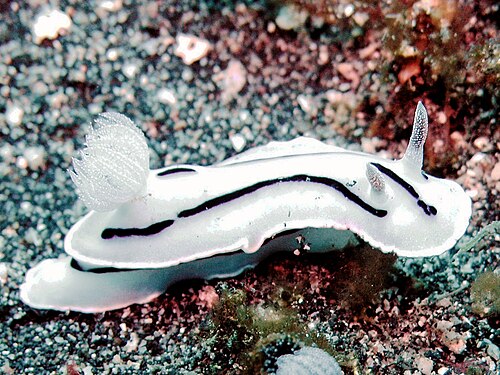 Chromodoris willaniの白い形態