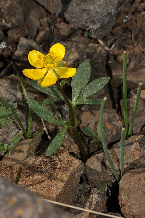 セージブラッシュキンポウゲ (Ranunculus glaberrimus)