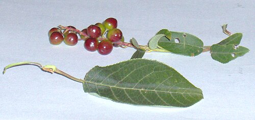 サスカチュワン州の植物の葉と核果