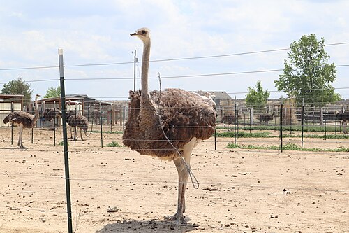 アメリカン・ダチョウ・ファームに立つダチョウ