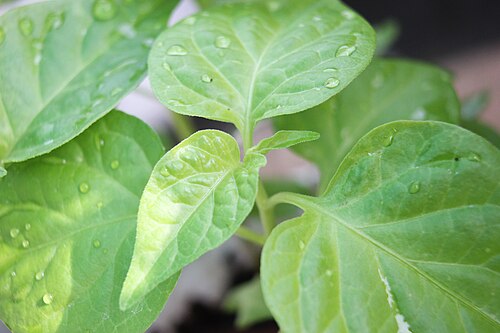ゴーストペッパーの葉、約30日後の植物