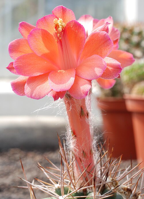 マトゥカナ・パウシコルタタの花