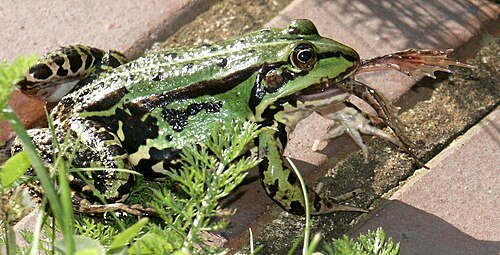 食用カエルが仲間の食用カエルを食べている