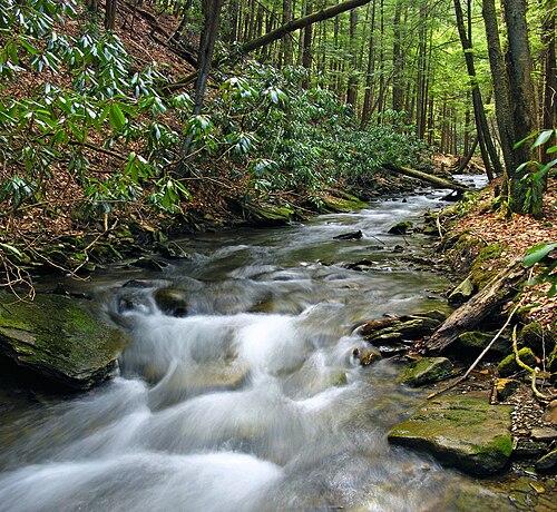 岩の上や常緑樹の間を流れる小川