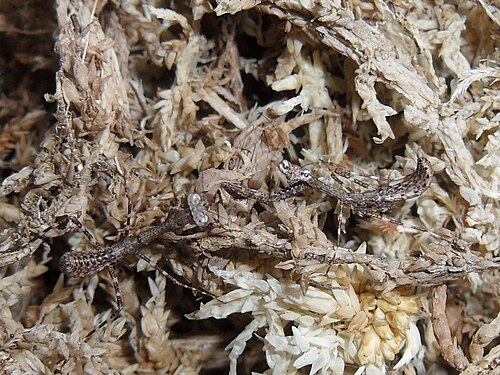 1齢のDeroplatys lobataの幼虫2匹（右側の幼虫は怖がっていて、葉っぱのような姿をしている。）