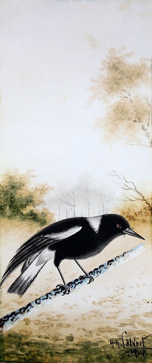 カササギ（1914）