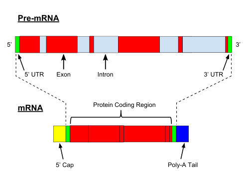 pre-mRNA はスプライシングされて成熟した mRNA を形成します。